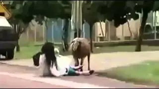 Fun Video Video lucu, kambing ini suil banget suka nyrudukin orang