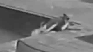 Kermit Falls Into Pool
