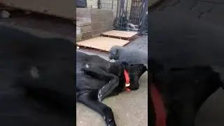 Mom & Puppy Play Fighting!! WARNING: Cute Video!! 
