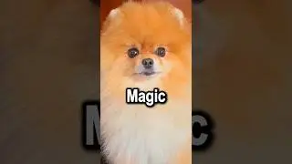 Trust the Magic of Beginnings 😱 | Positive Pets