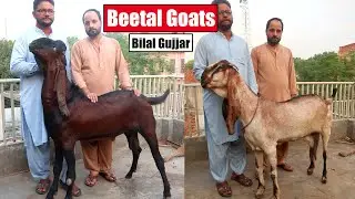 Beetal Goats Of Bilal Gujjar Lahore 2024 | Bakra Mandi