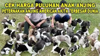 CEK HARGA - Puluhan Anak Anjing American Akita Di Peternakan Anjing Terbesar Dunia Khusus Am. Akita