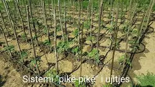Sistemi pikë-pikë i ujitjes