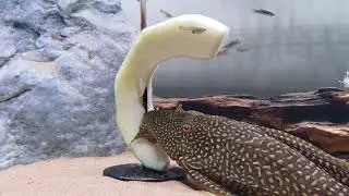 Sweet Toothed Fish! Watch My Pleco Devour Honeydew 🍈