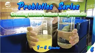 Creating Biofloc With Probiotic | Probiotic series Episode 06