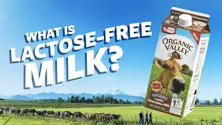 What is Lactose Free milk? | Ask Organic Valley