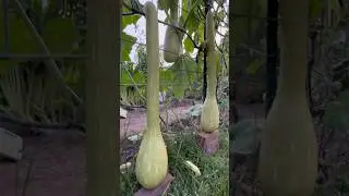 Zucchini Rampicante 高产抗病的意大利爬藤西葫芦