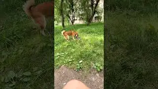 Властелин колец) #shorts #shiba #doglover #cutedog #собака #short #funnyvideo  #stupnikova