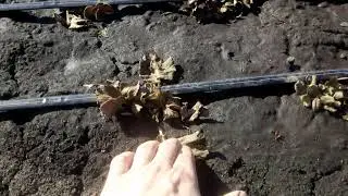 Высокие грядки для клубники НЕ НУЖНЫ !!!