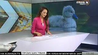 Факты 24 (Кубань 24 Орбита 06.12.2019 13_30)