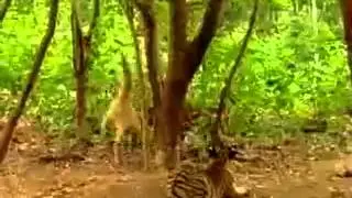 Обезьянка дразнит тигров
