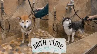 Shiba Inu Bath Time / Self Serve Dog Wash
