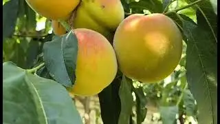 Персик Ветеран. Peach Veteran. Чудовий, морозостійкий  десертний сорт з відмінним смаком