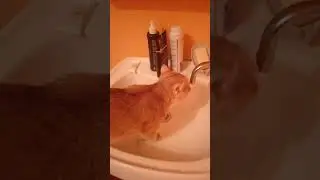 Коты пьют воду из под крана