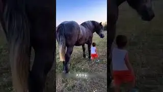 Поразительная реакция ОГРОМНОЙ ЛОШАДИ НА ПАРНЯ😏🔥😍