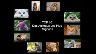 Top 10 des animaux mignons