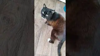 Котику Васи 10 лет#котики