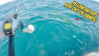 Yellowtail RIPS ROD OUT of HAND During Wide Open Bite!