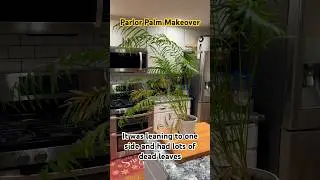Repotting my Parlor Palm after a few years #houseplants