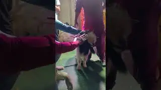 unique bakra