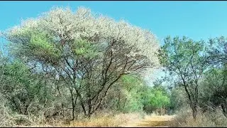 This is the Closest to Snow that we will get in the BUSHVELD !!!