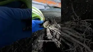 Когда отделять детки от гиппеаструмов? 