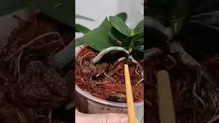 Почему мельчают листья орхидеи?!