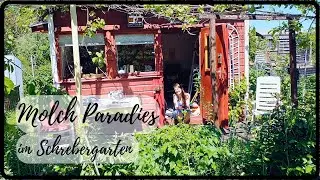 What lives in the pond? | Outdoor Art | Garden shed vlog