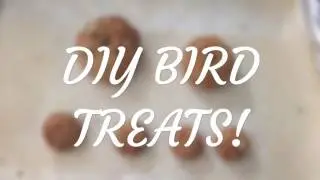 DIY BIRD TREATS!