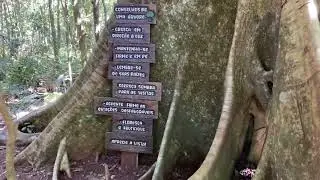 PARQUE ESTADUAL VILA RICA DO ESPÍRITO SANTO (FÊNIX - PR)