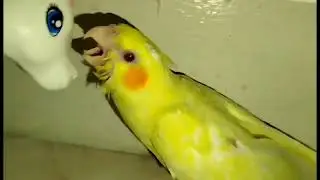 ampon lang ako? Cockatiel