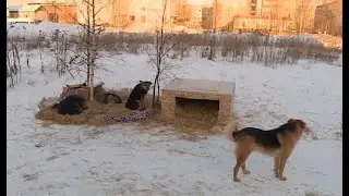 Муниципальный приют для животных построят в Сургуте в этом году