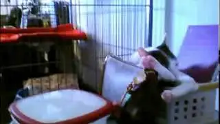 @jsakha [http://twitvid.com/UHFOZ - test upload]