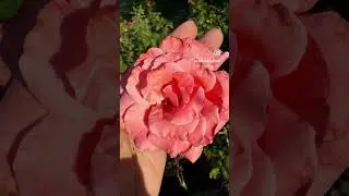 Roses Blooming #texasgardening #queenelizabeth #roses #rosegarden #gardenflowers  #flowers