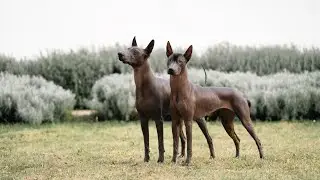 Our xolo couple training routine 🐕🐕