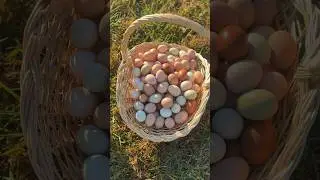 🪺Easter Baskets Full of Easter Eggs 🪺