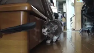 Усатый охотник
