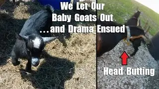 Did She Puncture Skin? | Baby Goats Meet Adult Goats for the First Time | VLOG
