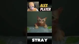 Котик держись