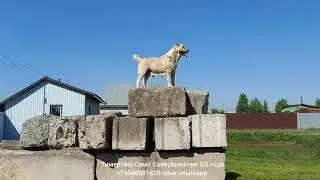 ЛИНДА (Тимерташ Само Совершенство) 3 года племенная сука питомника Тимерташ панируется вязка на 2021