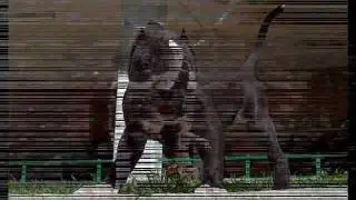 PIT BULL_0001.wmv