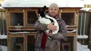 Rabbit breed Strokach
