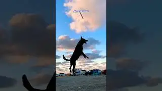 Uçan Malinois / flying Malinois  #belçikakurdu #malinois #dog #doglover #köpek