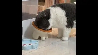 N9 Video Sharing