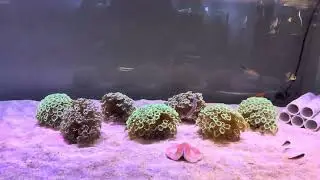 Мой Новый Аквариум (Рыбы)  REEF EXCLUSIVE