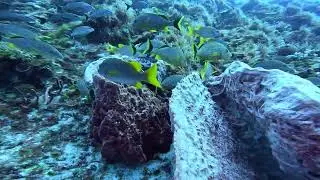 More drifting with a bunch of fish