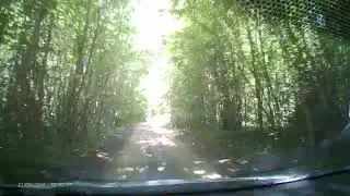 Лесной дорогой...20230621 MOVA0158