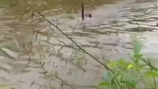 Prikol video Uyini juftini qizgonadida, gururli ekan