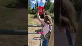 Kun yrität viedä lampaiden rehut astiaan, joka sijaitsee keskellä aitausta! 🫣 
