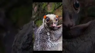Murcielagos que Planean